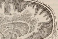 An illustration from Elements of phrenology / [George Combe]. (1850)